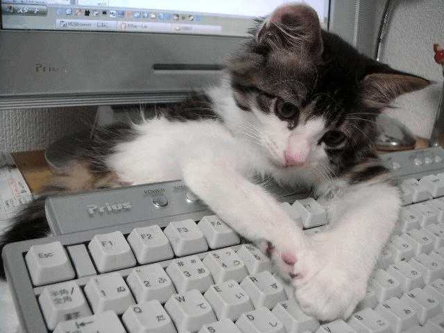 catkeyboard