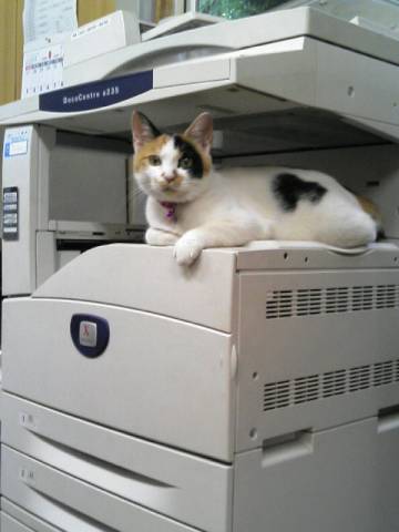 catoffice