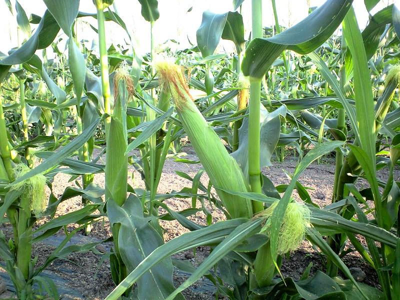 corn
