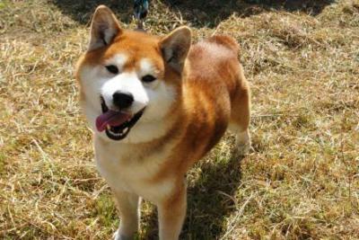 dog