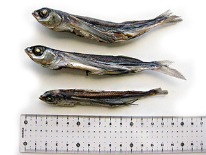 fish