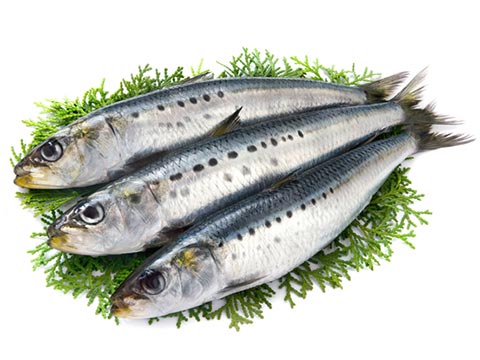 fishes