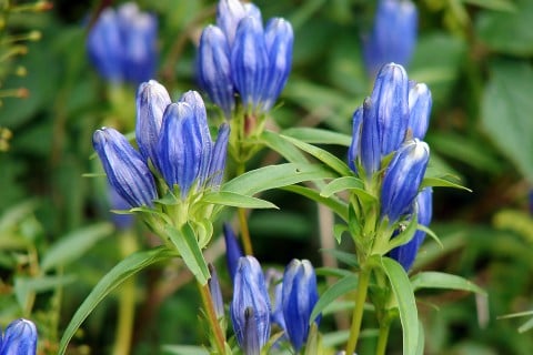 gentian