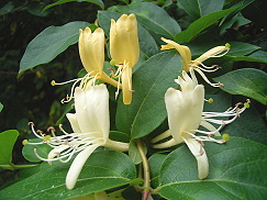 honeysuckle