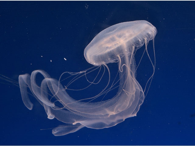 jellyfish