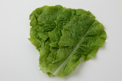 lettuce