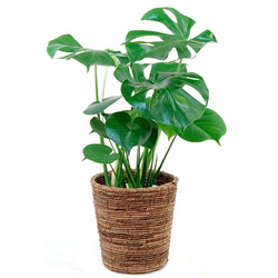 plants