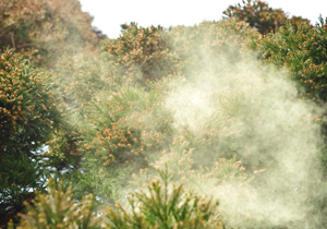 pollen