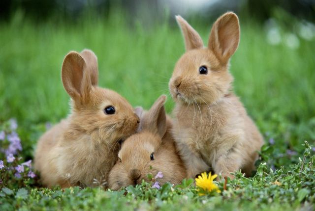 rabbit